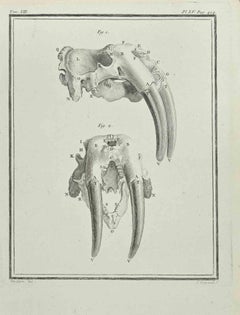 Animal's Skeleton - Etching by Louis Legrand - 1711