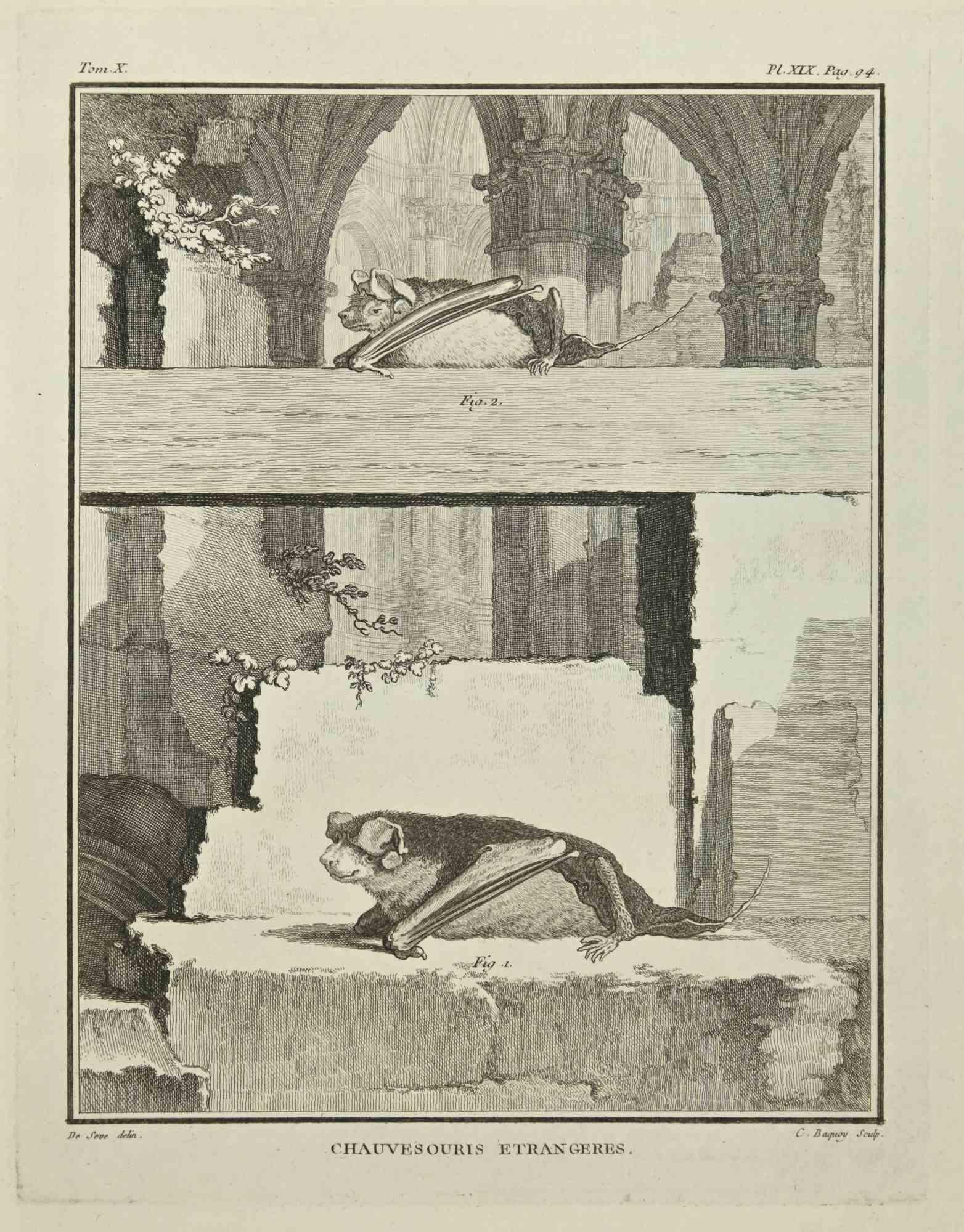 Chauvesouris est une gravure réalisée par Jean Charles Baquoy en 1771.

Il appartient à la suite "Histoire Naturelle de Buffon".

La signature de l'Artistics est gravée en bas à droite.

Bonnes conditions.