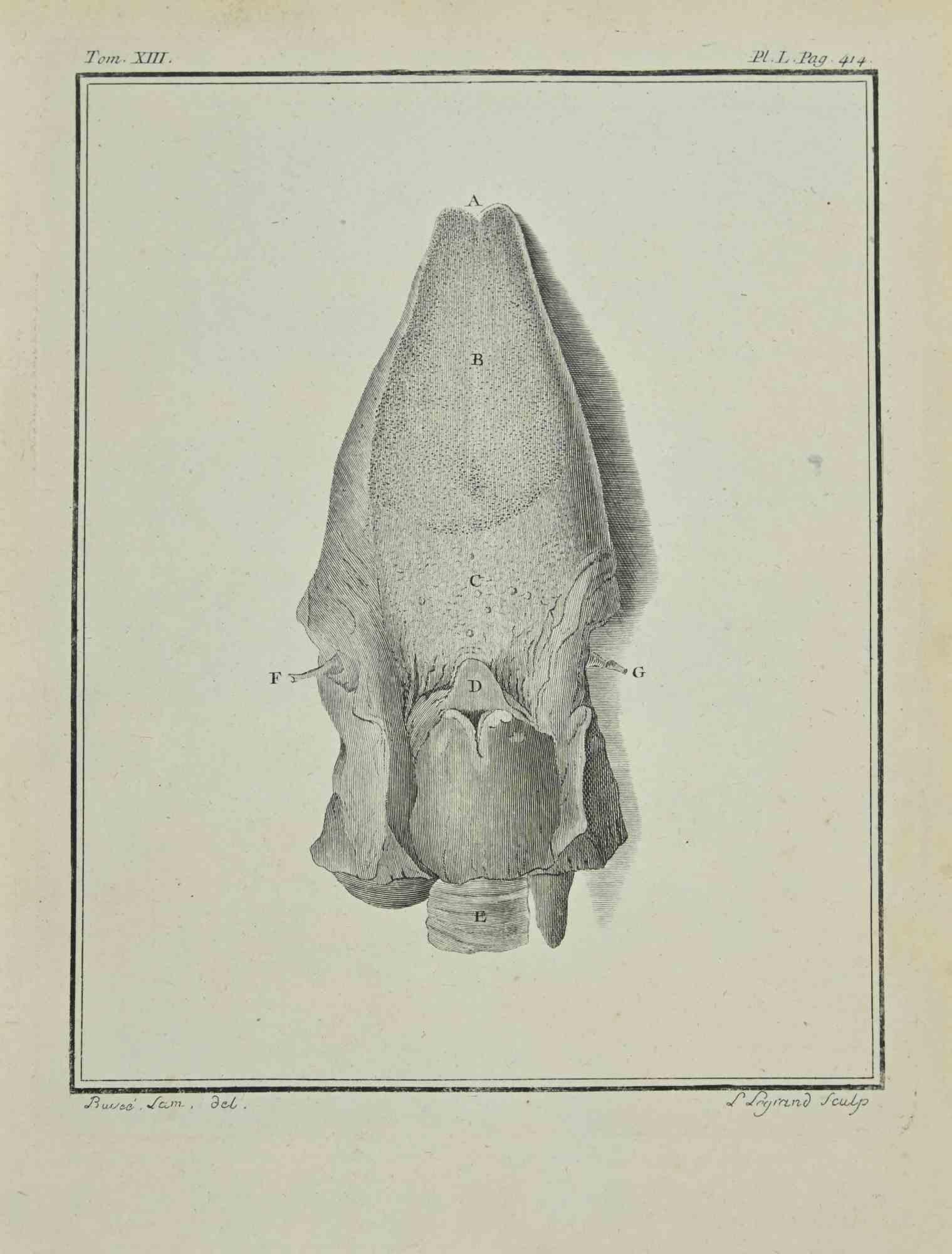 Interior de animales es un aguafuerte realizado en 1771 por Louis Legrand.

Firmado en la plancha.

La obra Pertenece a la suite "Histoire naturelle, générale et particulière avec la description du Cabinet du Roi". París: Imprimerie Royale,
