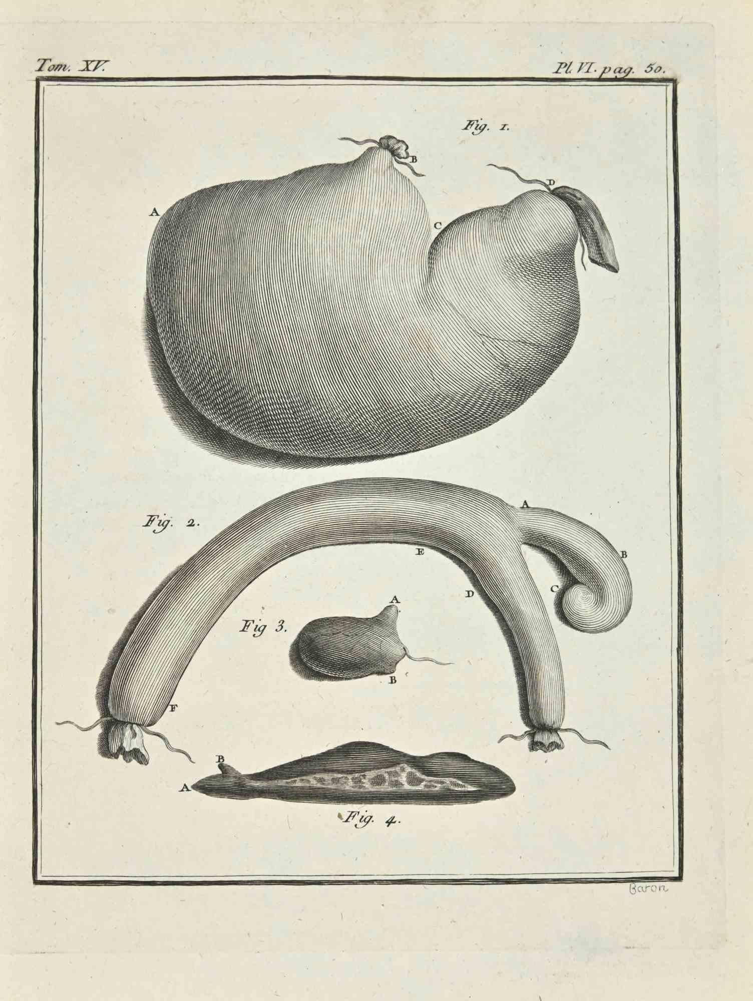 Interior de animales es un aguafuerte realizado en 1771 por Louis Legrand (1723-1807).

Firmado en la plancha.

La obra Pertenece a la suite "Histoire naturelle, générale et particulière avec la description du Cabinet du Roi". París: Imprimerie