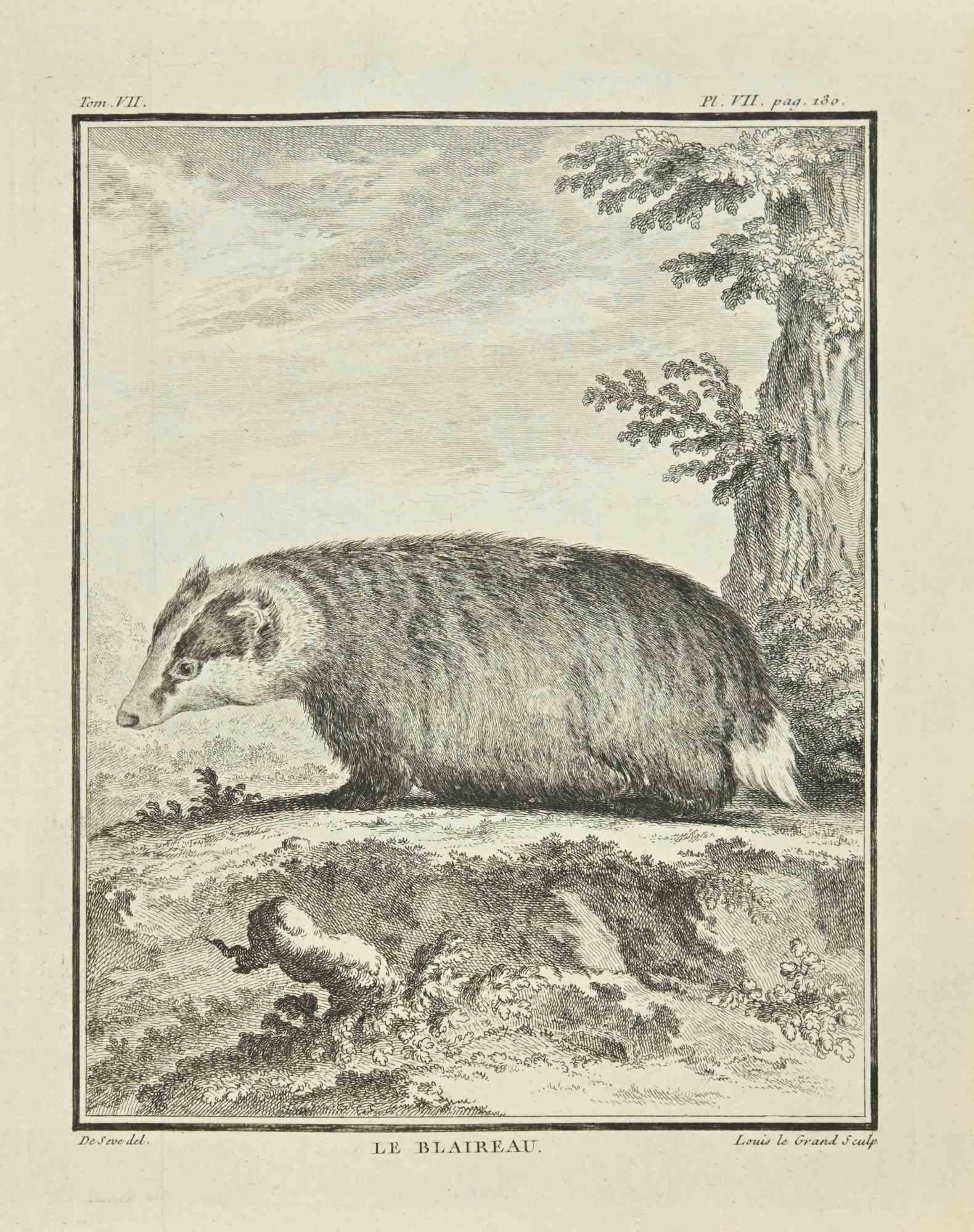 Le Blaireau is an etching realized in 1771 by Louis Legrand (1723-1807).

Titled and Signed on the plate.

The artwork Belongs to the suite "Histoire naturelle, générale et particulière avec la description du Cabinet du Roi". Paris: Imprimerie