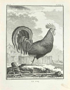 Le Coq - Etching by Louis Legrand - 1771