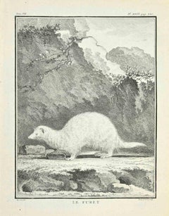 Le Furet - Etching by Louis Legrand - 1771