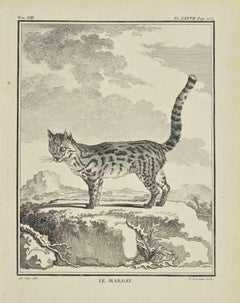 Le Margay - Etching by Louis Legrand - 1771