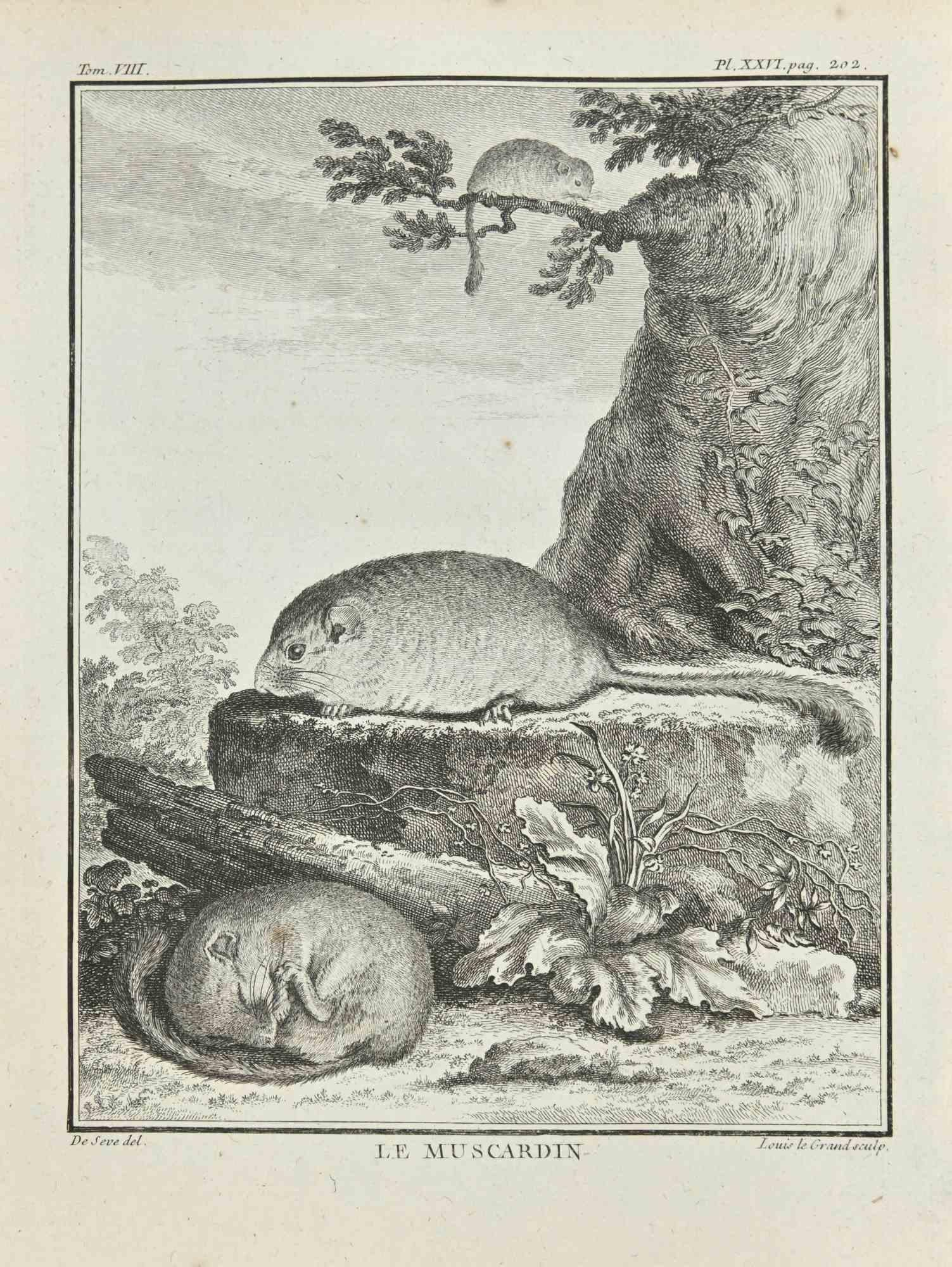 Le Muscardin es un aguafuerte realizado en 1771 por Louis Legrand (1723-1807).

Titulado y firmado en la placa.

La obra Pertenece a la suite "Histoire naturelle, générale et particulière avec la description du Cabinet du Roi". París: Imprimerie