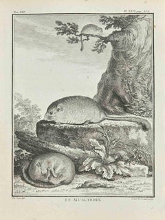 Le Muscardin - Etching by Louis Legrand - 1771