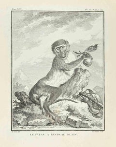 Le Patas a Bandeau Blanc - Gravure de Louis Legrand - 1771