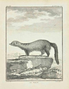 Le Pekan - Etching by Louis Legrand - 1771