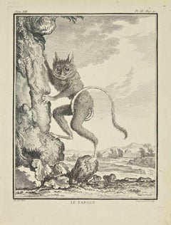 Le Tarsier - Etching by Louis Legrand - 1771