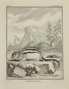 L'Ecureuil Suisse - Etching by Louis Legrand - 1771