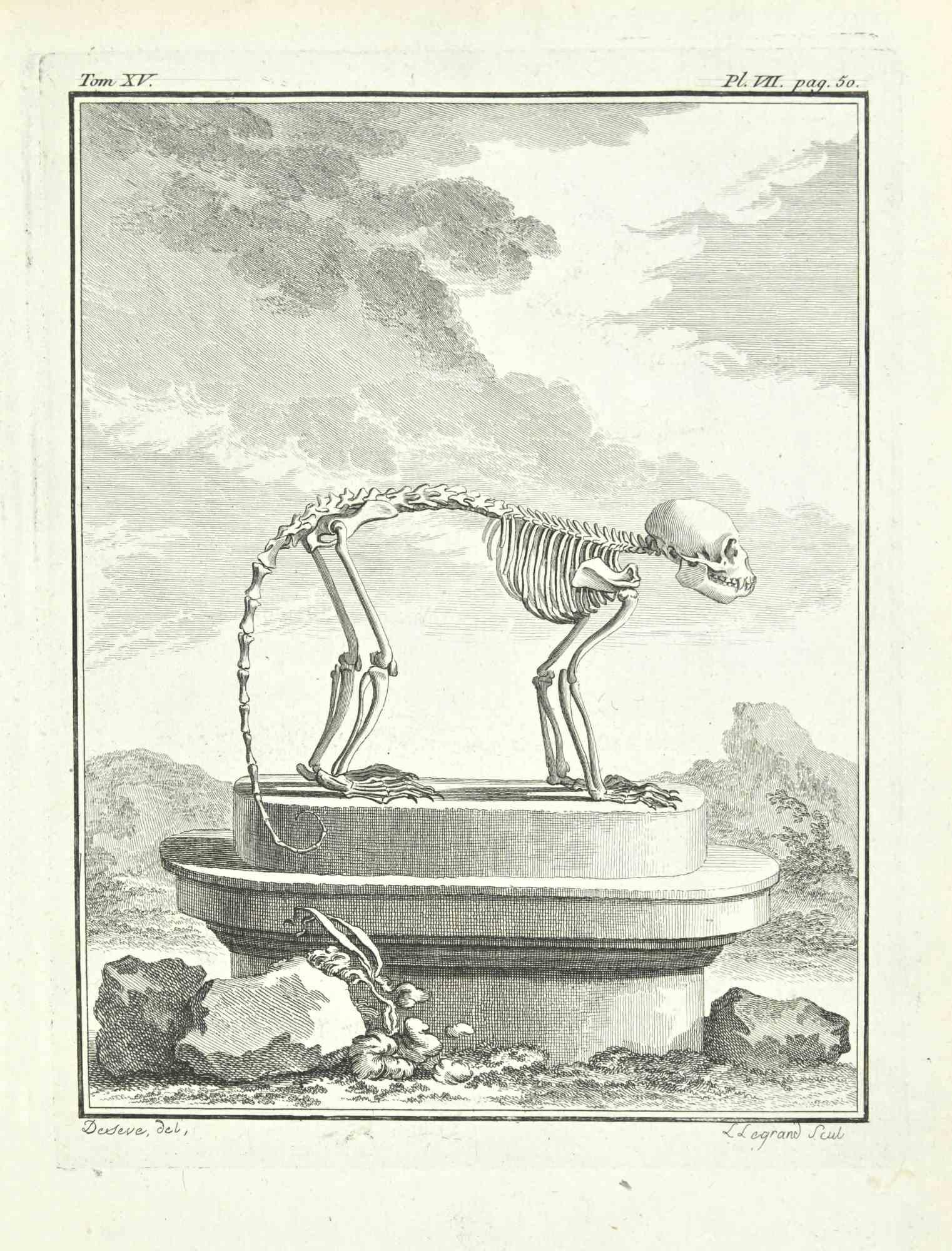 Das Skelett ist eine Radierung von Louis Legrand (1723-1807) aus dem Jahr 1771.

In der Platte signiert.

Das Kunstwerk gehört zu der Suite "Histoire naturelle, générale et particulière avec la description du Cabinet du Roi". Paris: Imprimerie