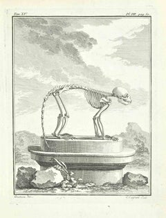 Used Skeleton - Etching by Louis Legrand - 1711