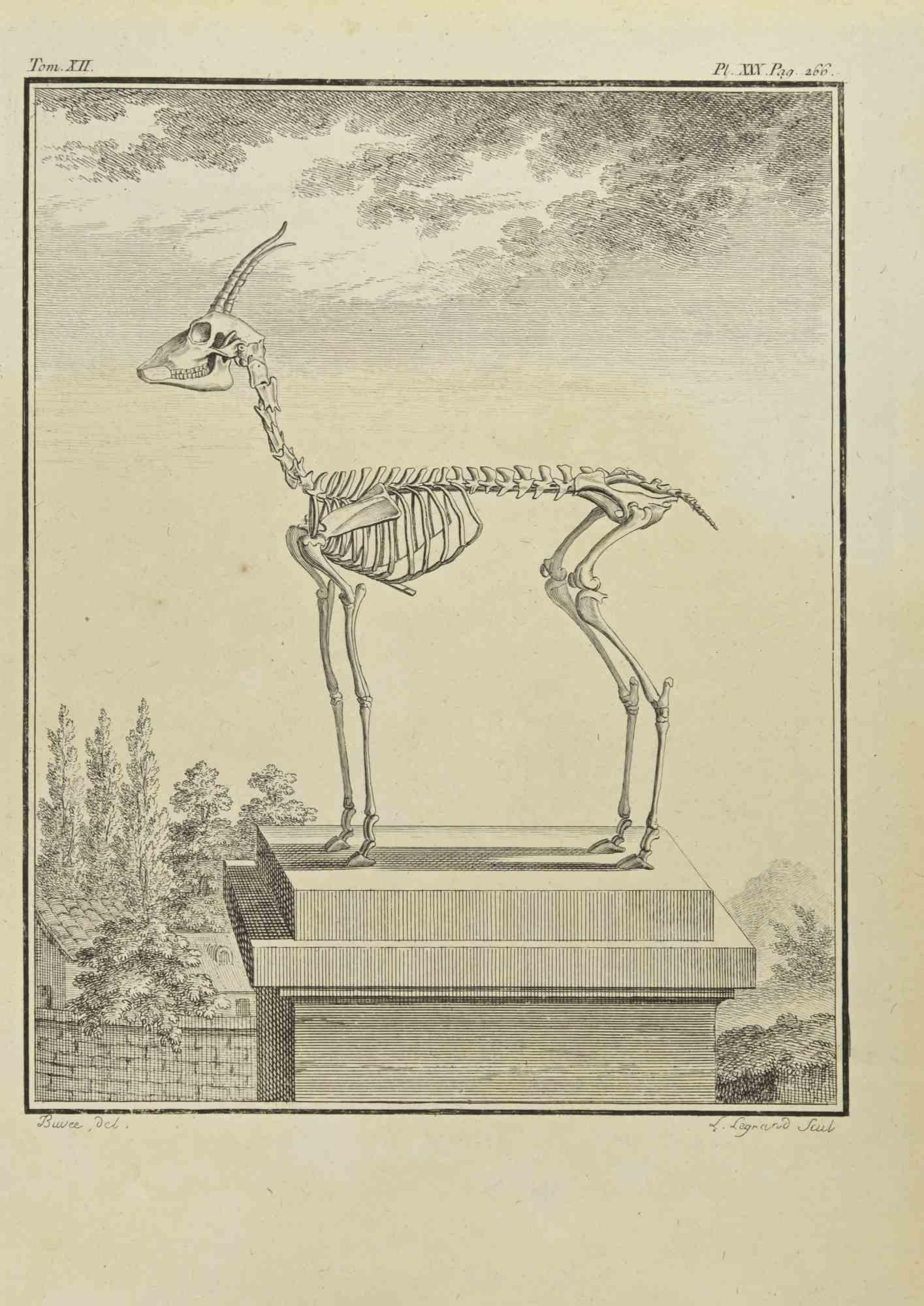 Skeleton is an etching realized in 1771 by Louis Legrand (1723-1807).

Signed in plate.

The artwork Belongs to the suite "Histoire naturelle, générale et particulière avec la description du Cabinet du Roi". Paris: Imprimerie Royale, 1749-1771. 

 