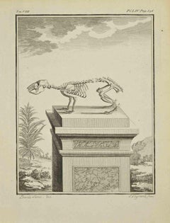 Skeleton - Etching by Louis Legrand - 1771