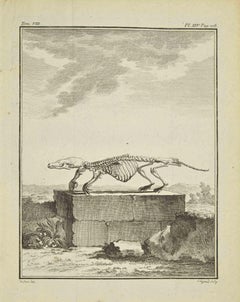 Skeleton - Gravure de Louis Legrand - 1771