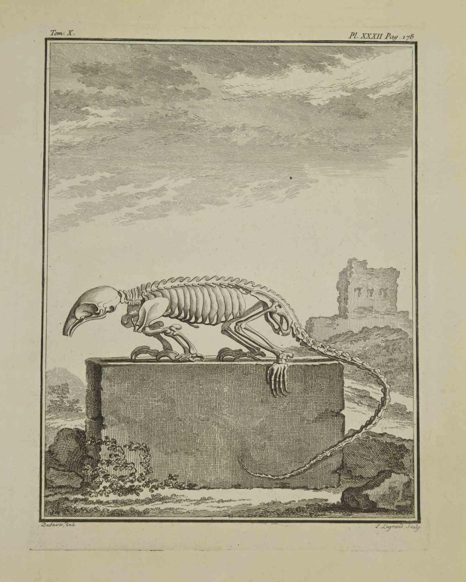 Skeleton is an etching realized in 1771 by Louis Legrand (1723-1807).

Signed in plate.

The artwork Belongs to the suite "Histoire naturelle, générale et particulière avec la description du Cabinet du Roi". Paris: Imprimerie Royale, 1749-1771. 

 
 