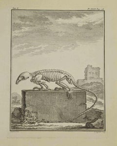 Used Skeleton - Etching by Louis Legrand - 1771