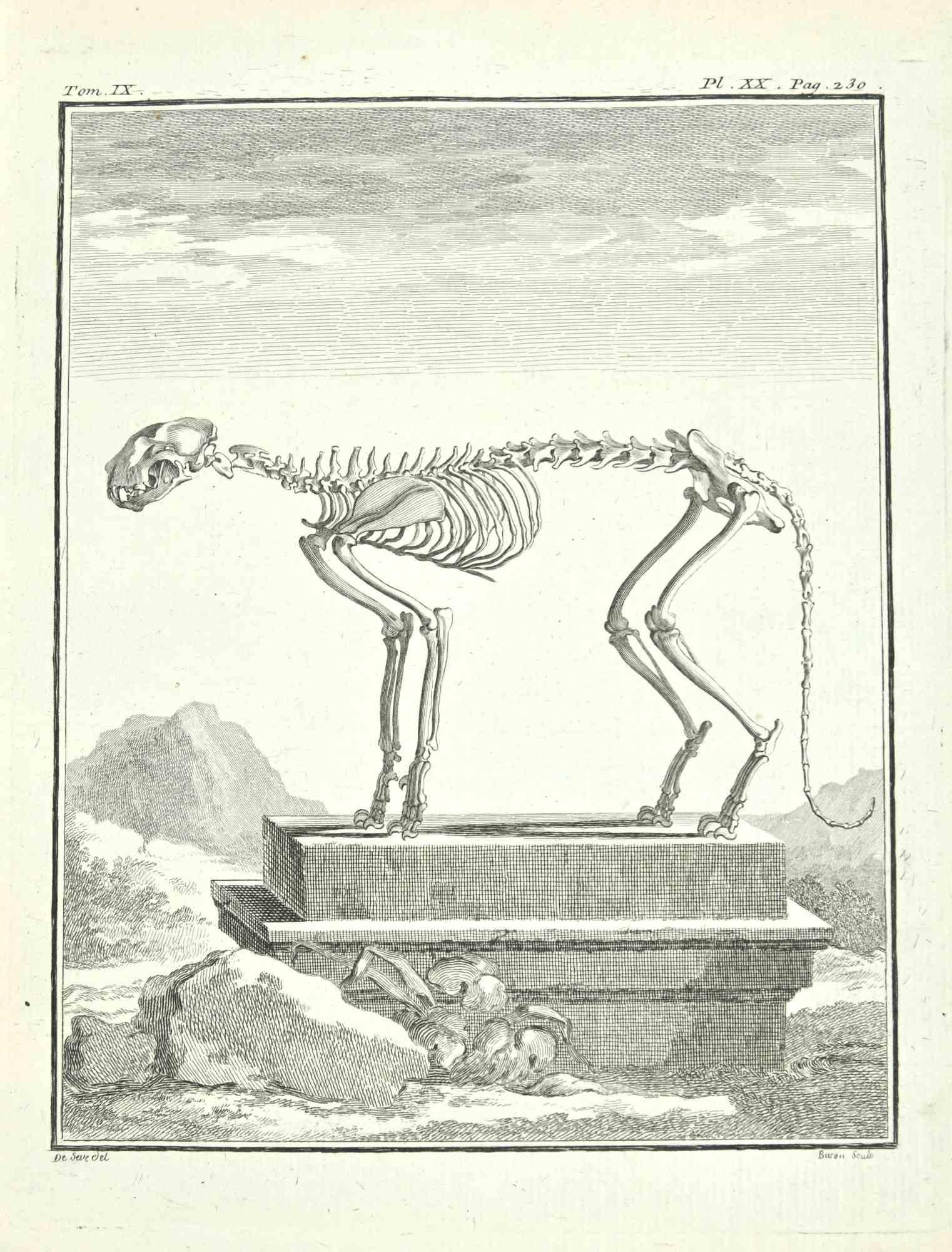 Skeleton is an etching realized in 1771 by Louis Legrand (1723-1807).

Signed in plate.

The artwork Belongs to the suite "Histoire naturelle, générale et particulière avec la description du Cabinet du Roi". Paris: Imprimerie Royale, 1749-1771. 
