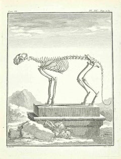Used Skeleton - Etching by Louis Legrand - 1771