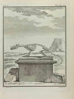 Skeleton  - Etching by Louis Legrand - 1771
