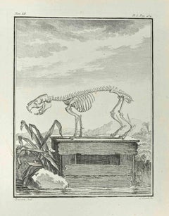 Skeleton- Etching by Louis Legrand - 1771
