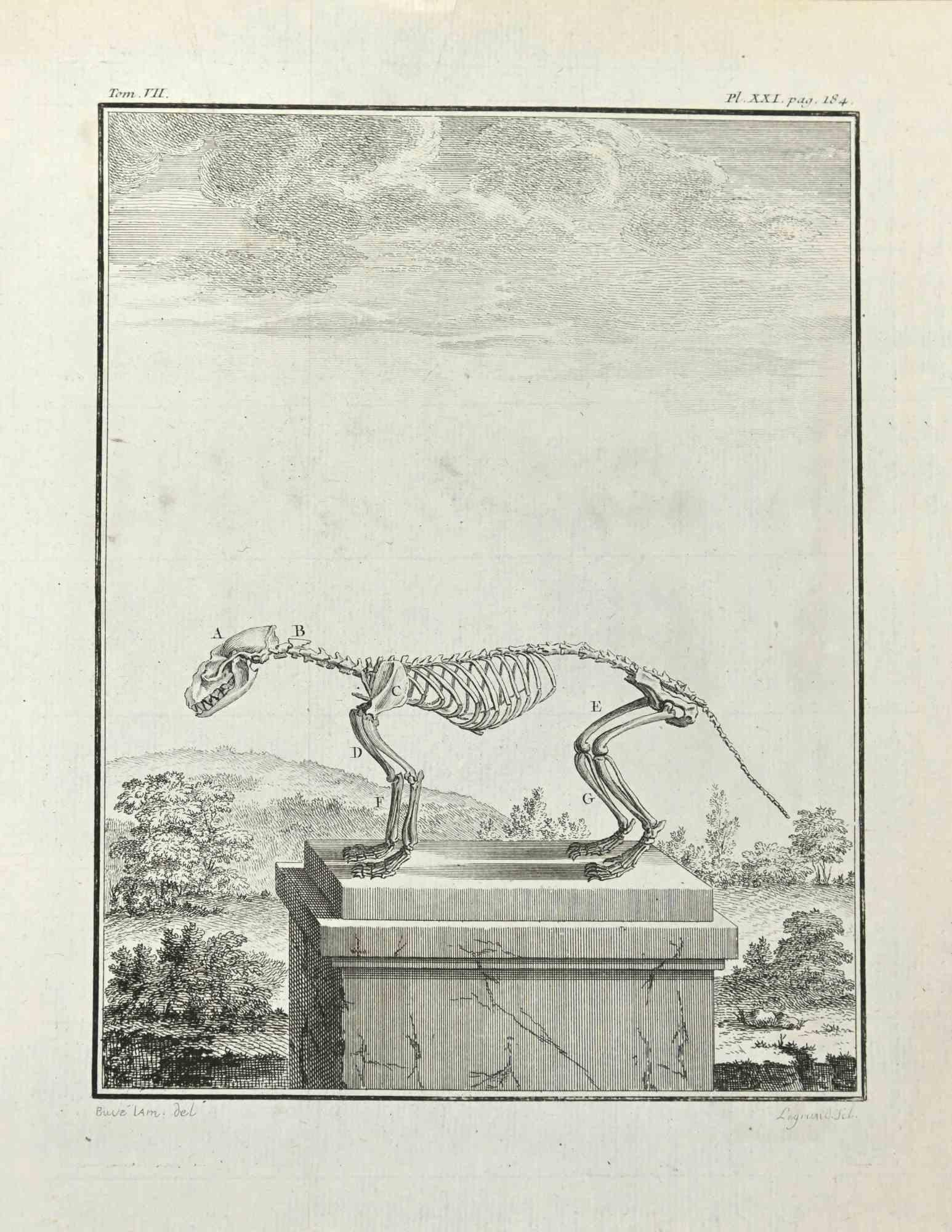 Anatomy of Animals is an etching realized in 1771 by Louis Legrand (1723-1807).

It belongs to the suite "Histoire naturelle, générale et particulière avec la description du Cabinet du Roi".

Artist's signature engraved lower right.

Good