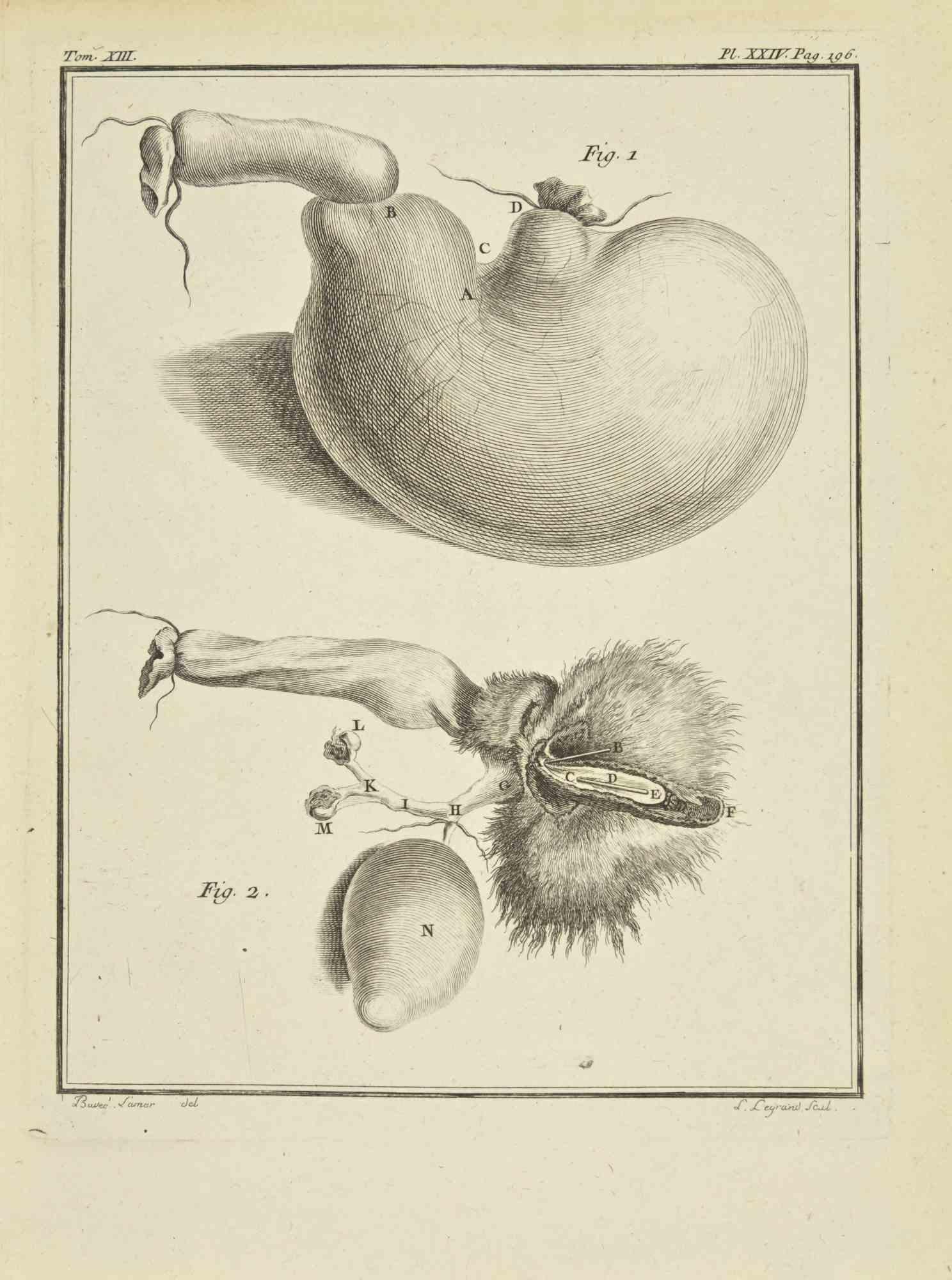 The Organs is an etching realized in 1771 by Louis Legrand (1723-1807).

Titled and Signed on the plate.

The artwork Belongs to the suite "Histoire naturelle, générale et particulière avec la description du Cabinet du Roi". Paris: Imprimerie