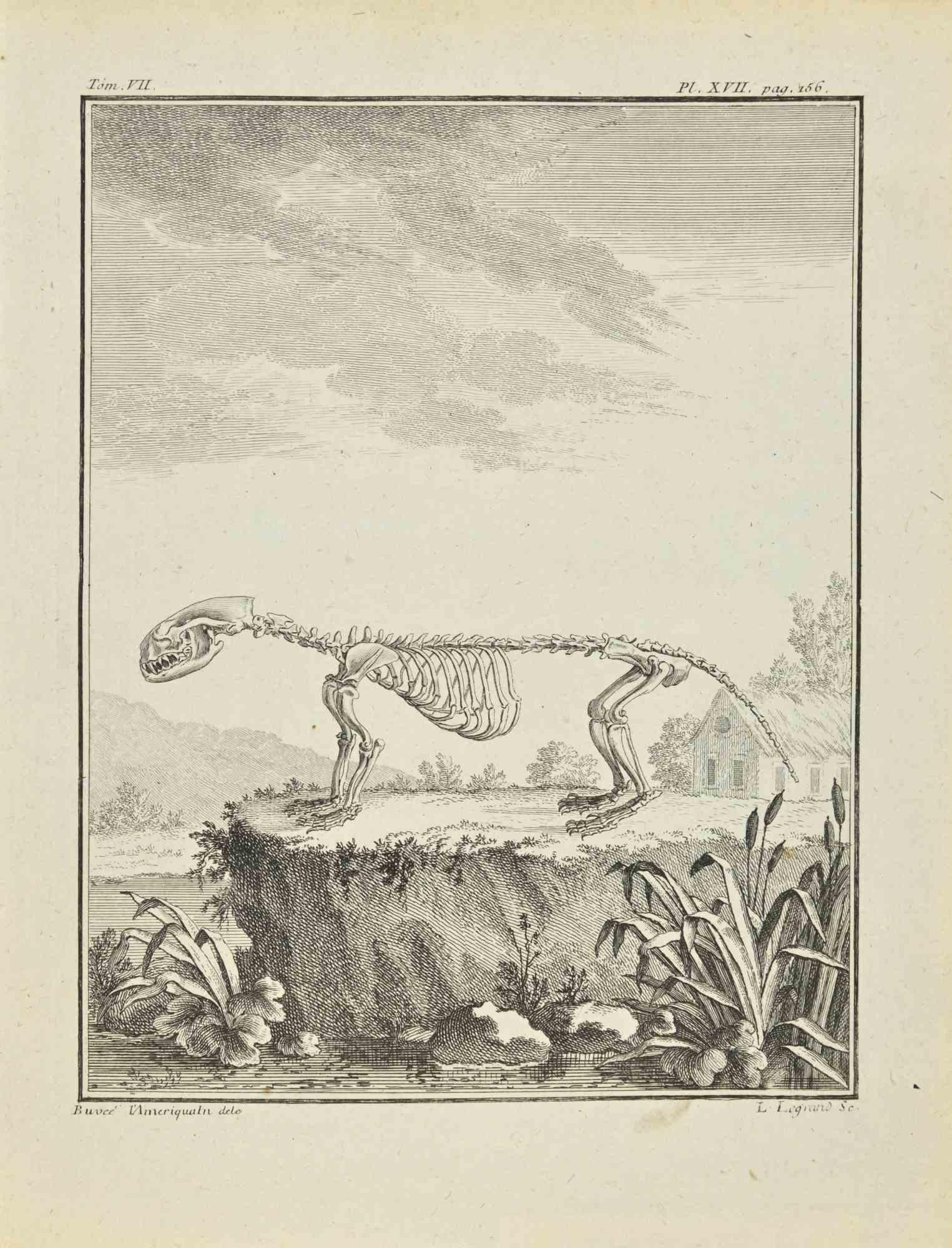 Das Skelett – Radierung von Louis Legrand – 1771