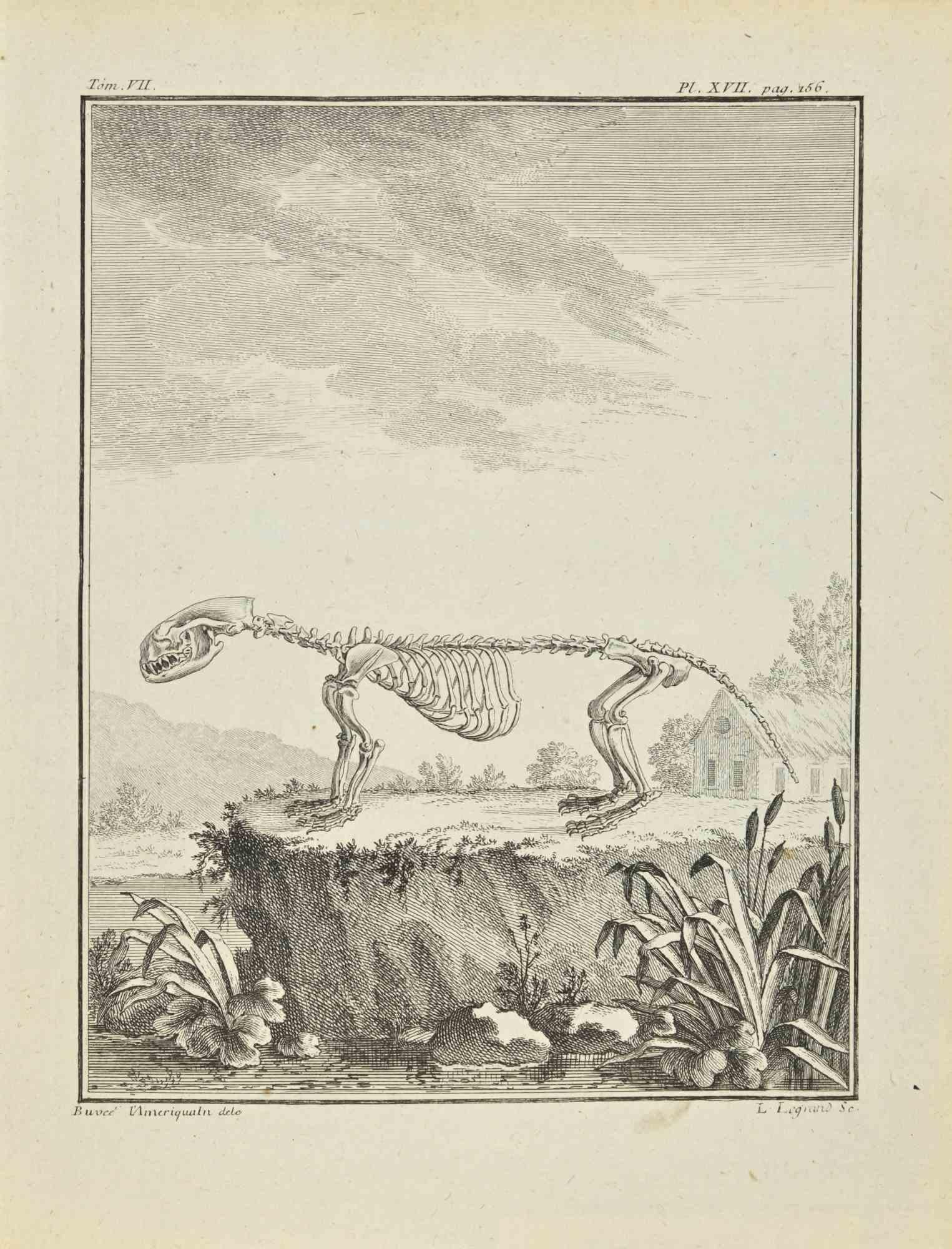 The Skeleton is an etching realized in 1771 by Louis Legrand (1723-1807).

Titled and Signed on the plate.

The artwork Belongs to the suite "Histoire naturelle, générale et particulière avec la description du Cabinet du Roi". Paris: Imprimerie