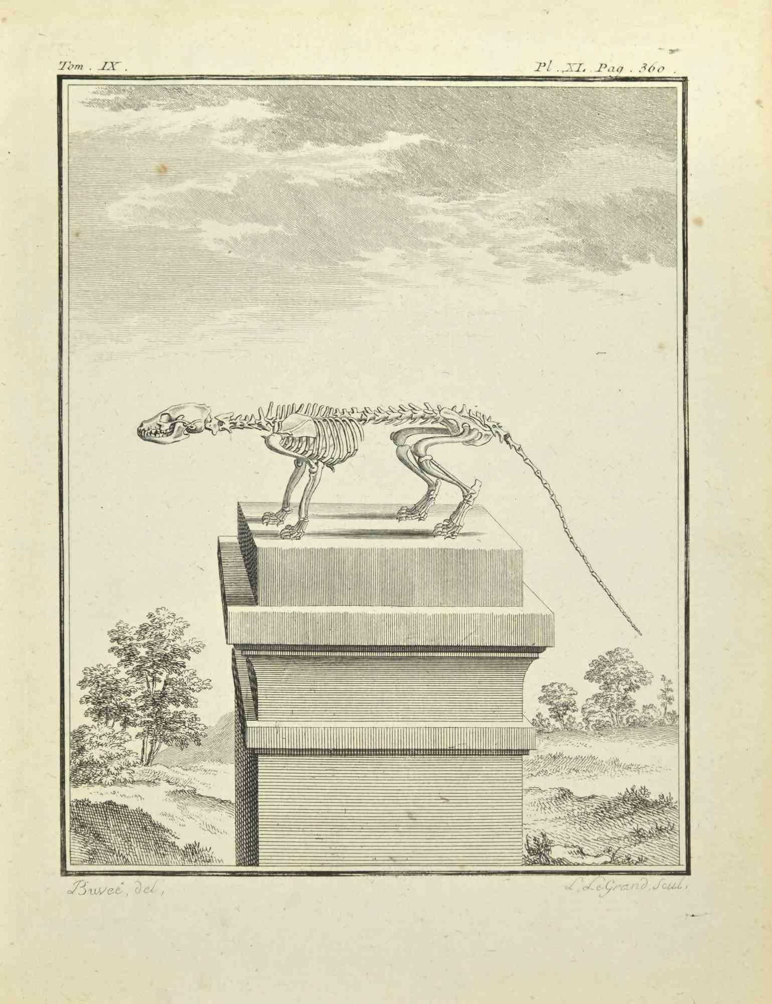 The Skeleton is an etching realized in 1771 by Louis Legrand (1723-1807).

Titled and Signed on the plate.

The artwork Belongs to the suite "Histoire naturelle, générale et particulière avec la description du Cabinet du Roi". Paris: Imprimerie