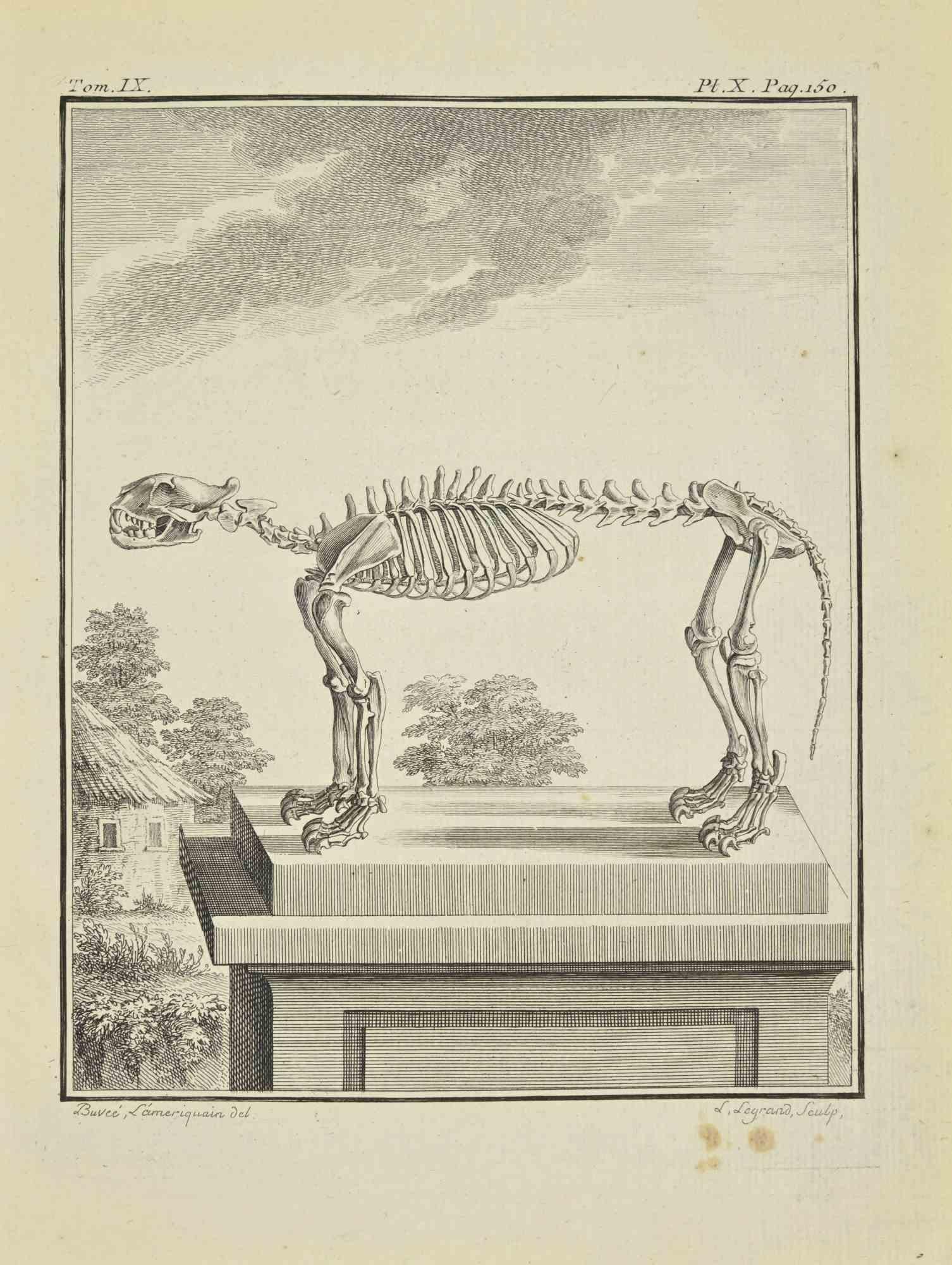 Le Squelette est une eau-forte réalisée en 1771 par Louis Legrand (1723-1807).

Titre et signature sur la plaque.

L'oeuvre appartient à la suite "Histoire naturelle, générale et particulière avec la description du Cabinet du Roi". Paris :