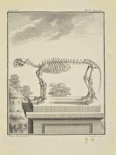 The Skeleton - Etching by Louis Legrand - 1771