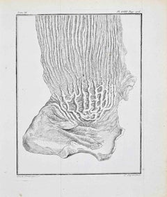 Struttura muscolare interna dello stomaco... - Acquaforte di Louis Lergrand - 1771