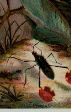 "Cicadae, Lantern Fly, Etc., " original color lithograph by Louis Prang