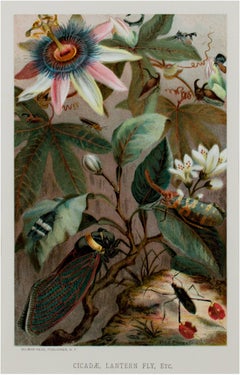 "Cicadae, Lantern Fly, Etc., " original color lithograph by Louis Prang