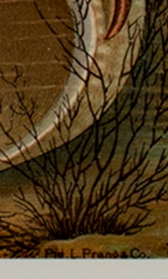 "Hermit-Crabs, " Original Color Lithograph Seafloor Print by Louis Prang