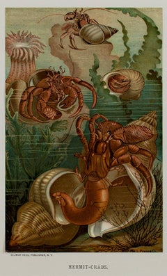 "Hermit-Crabs, " Original Color Lithograph Seafloor Print by Louis Prang