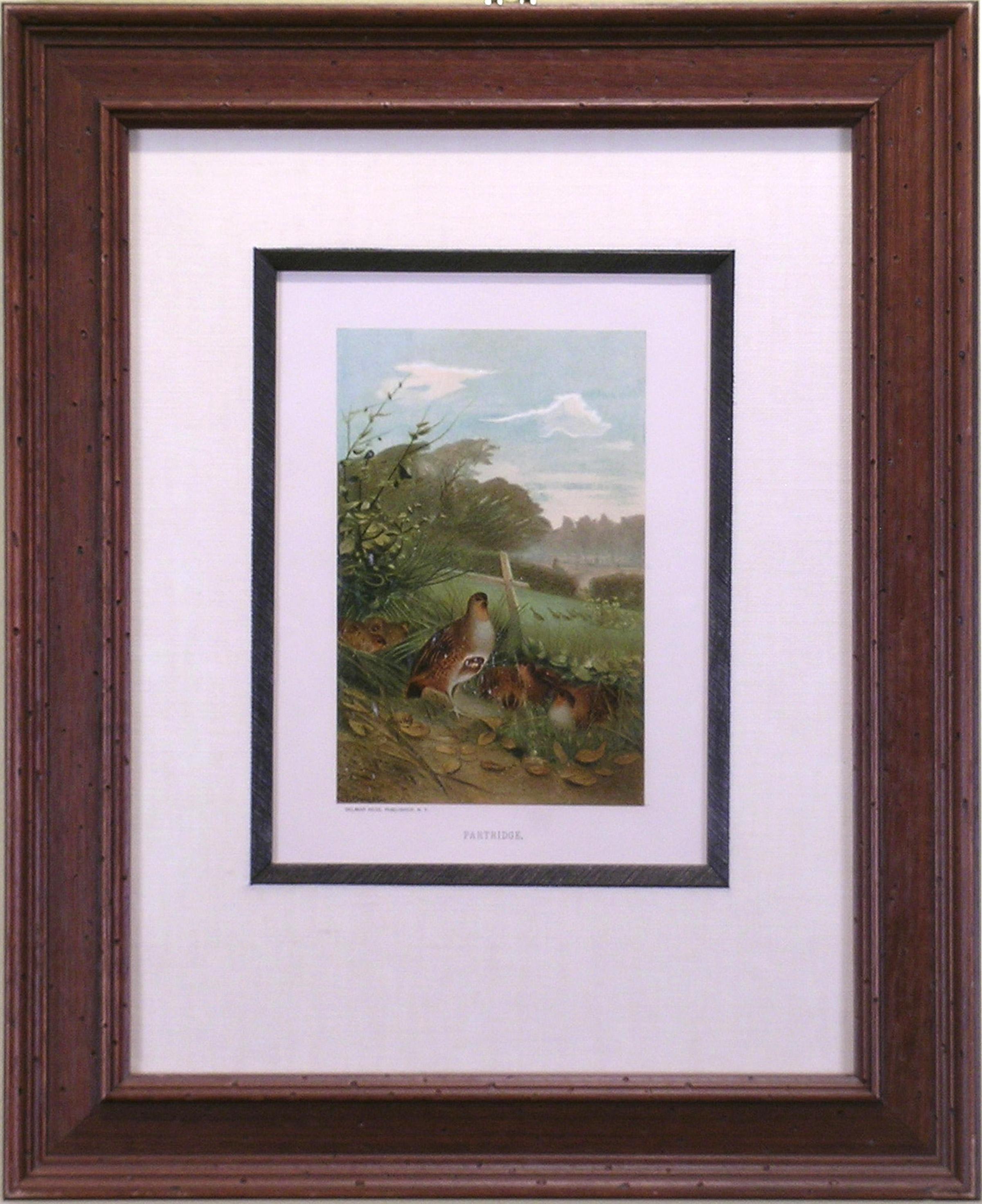 Louis Prang Animal Print - Partridge  (Bird)