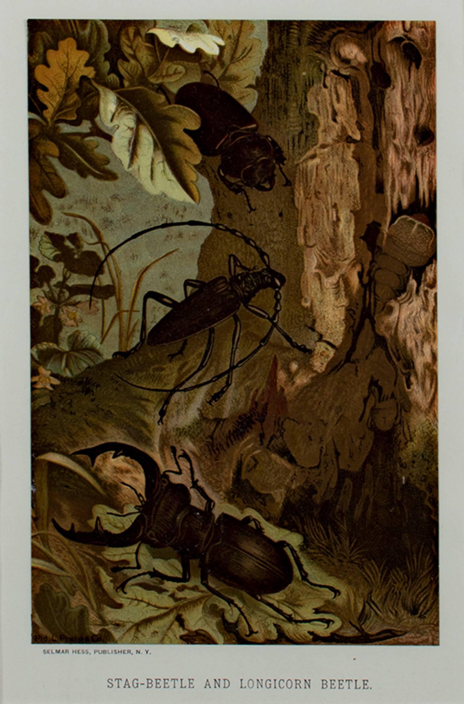""Schildkrötenkäfer und Longicorn Käfer", Original farbige Lithographie von Louis Prang