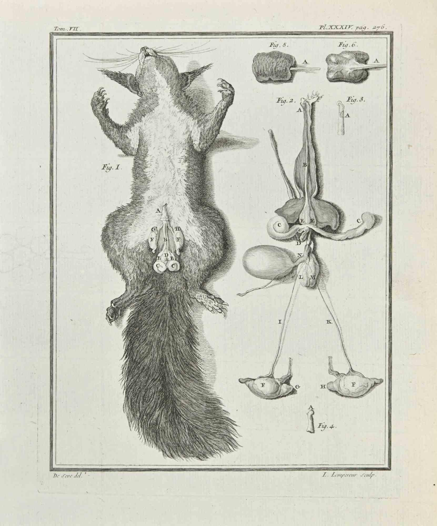 L'Anatomie des animaux est une gravure réalisée par Louis-Simon Lempereur en 1771.

Il appartient à la suite "Histoire naturelle, générale et particulière avec la description du Cabinet du Roi".

Signature de l'Artistics gravée en bas à droite.

Bon