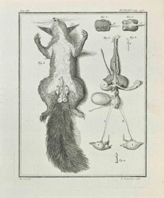 Tieranatomie – Radierung von Louis-Simon Lempereur – 1771