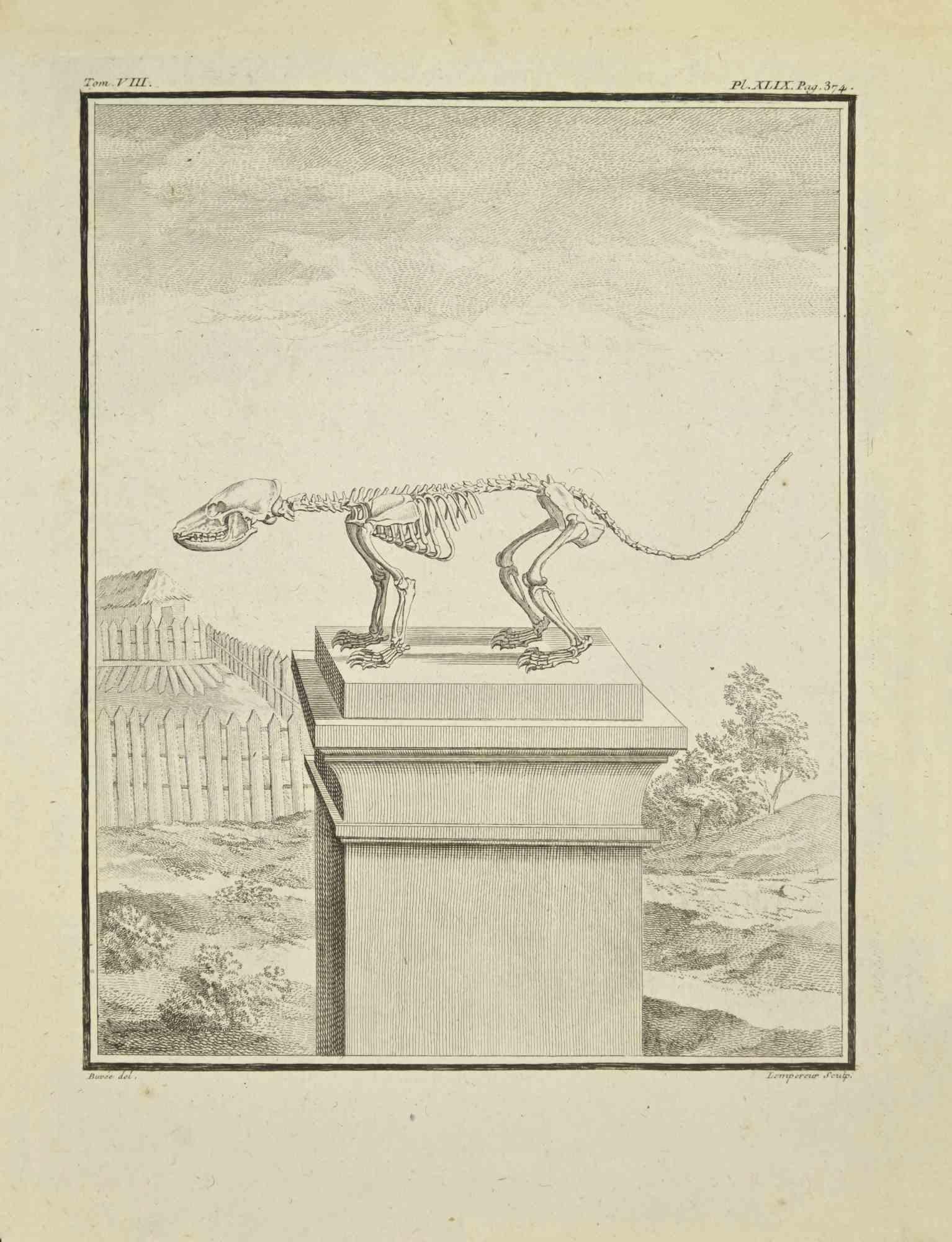 Animal's Skeleton is an etching realized by Louis-Simon Lempereur in 1771.

It belongs to the suite "Histoire naturelle, générale et particulière avec la description du Cabinet du Roi".

Artist's signature engraved lower right.

Good conditions,