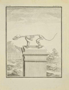 Tier Skelett – Radierung von Louis-Simon Lempereur – 1771