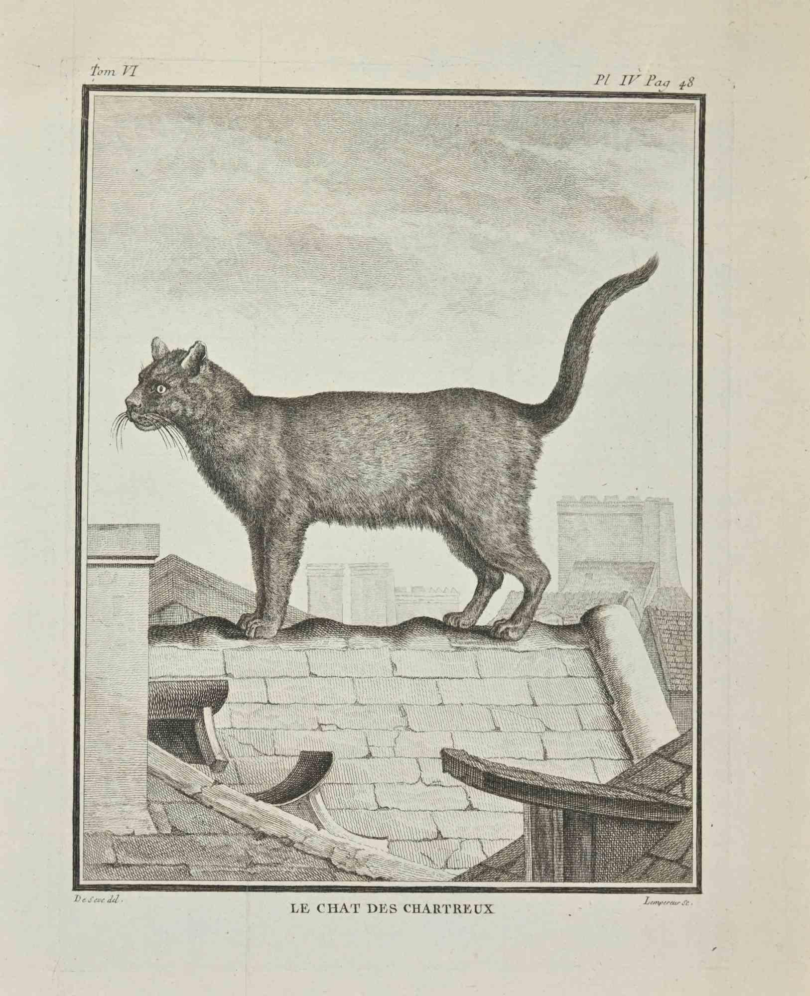 Le Chats Des Chartreux est une eau-forte réalisée par Louis-Simon Lempereur en 1771.

Il appartient à la suite "Histoire naturelle, générale et particulière avec la description du Cabinet du Roi".

Signature de l'Artistics gravée en bas à