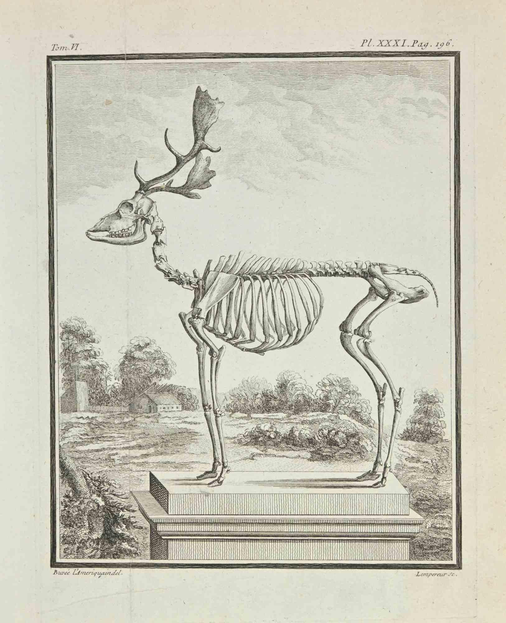 Das Skelett ist eine Radierung von Louis-Simon Lempereur aus dem Jahr 1771.

Es gehört zu der Reihe "Histoire naturelle, générale et particulière avec la description du Cabinet du Roi".

Signatur des Künstlers rechts unten eingraviert.

Guter