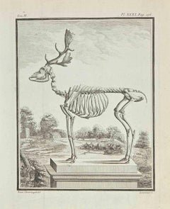 Skeleton - Etching by Louis Simon Lempereur - 1771