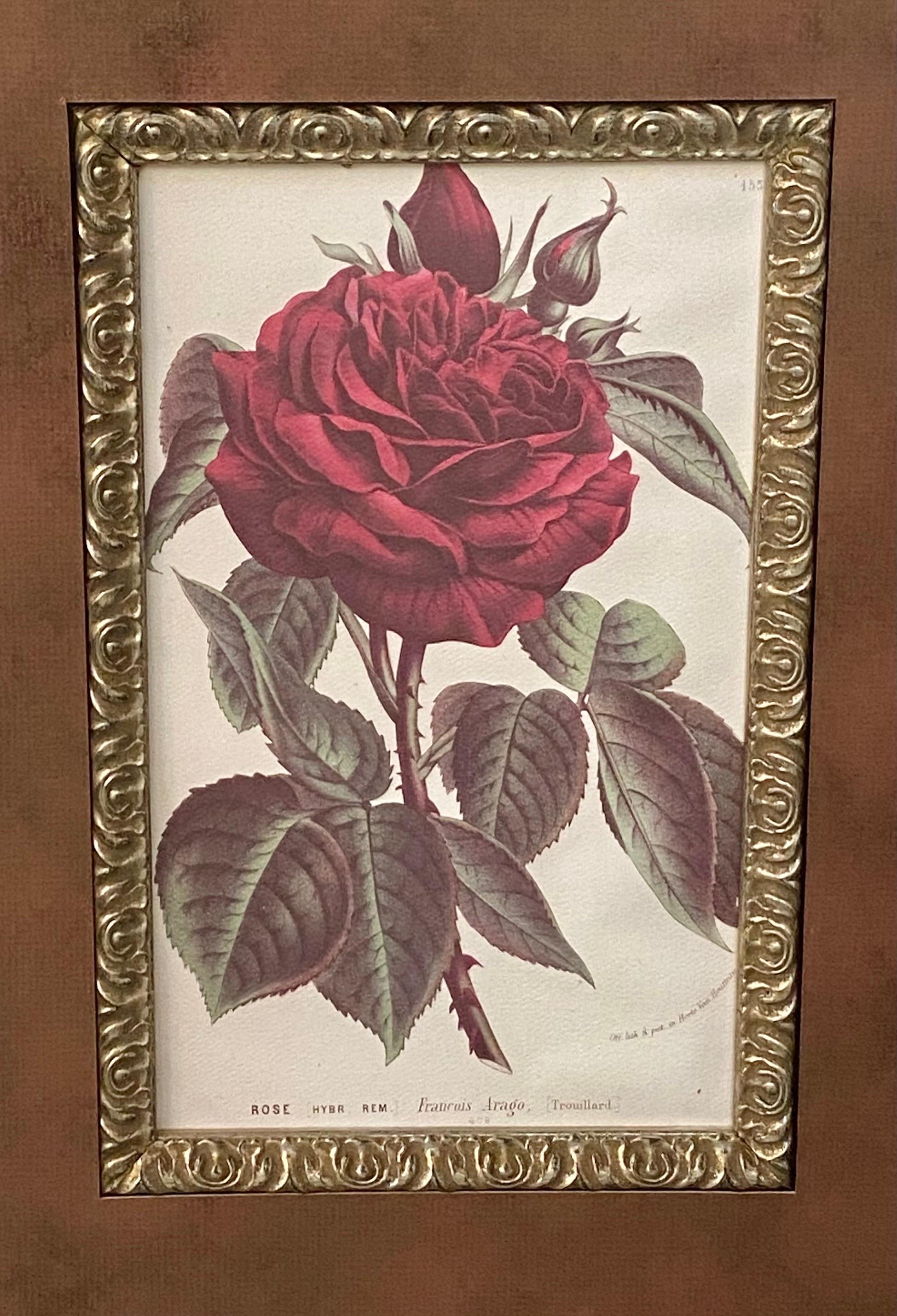 Red Rose Botanicals by Louis Van Houtte & Victor Trouillard, a Pair  9