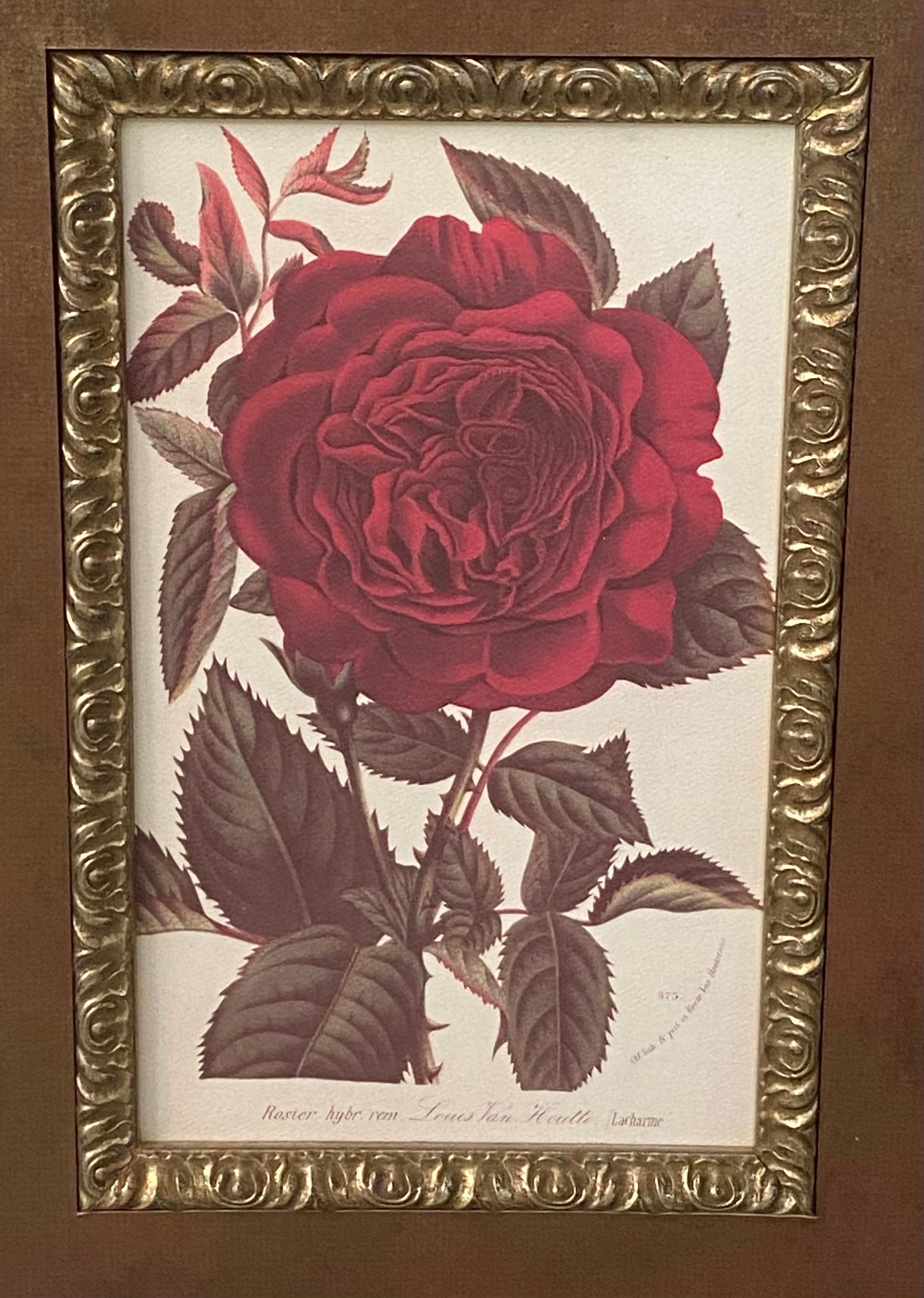 Red Rose Botanicals by Louis Van Houtte & Victor Trouillard, a Pair  11