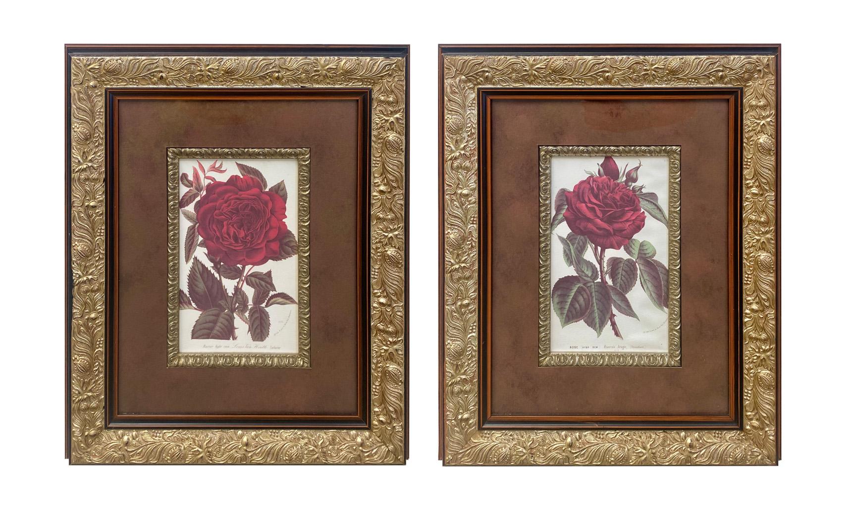 An exceptional original pair of Red Rose antique botanicals one is titled Rosa 'François Arago' by Victor Trouillard (France, 1858) and the second one is titled 'La Charme' by Louis van Houtte ( Belgium , 1810- 1876). Both Lithographs are printed on