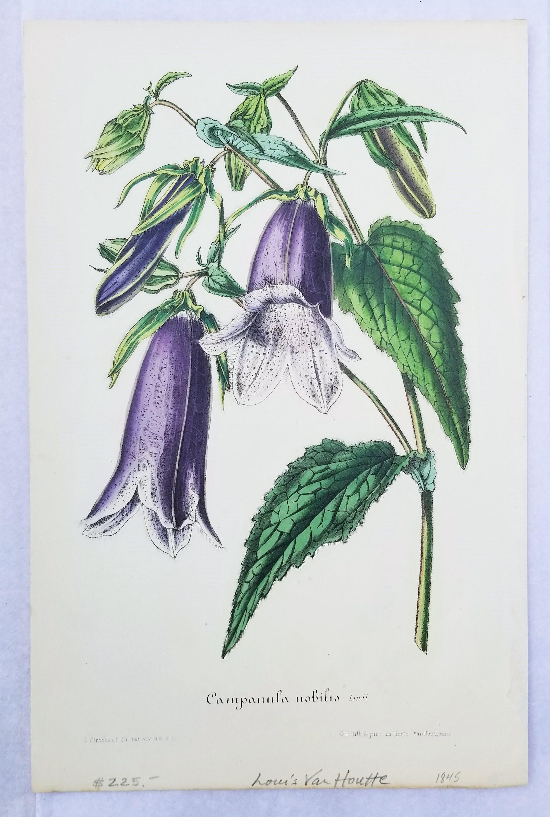 Set of Five Hand-Colored Lithograph Botanical Prints by Louis van Houtte 4